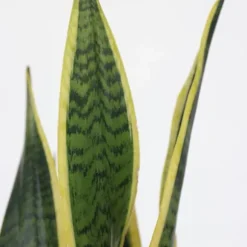 Bajonetplante - Sansevieria trifasciata Laurentii - Højde 40-50cm - ⌀14cm