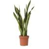Bajonetplante - Sansevieria trifasciata Laurentii - Højde 65-75cm - ⌀21cm