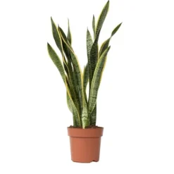 Bajonetplante - Sansevieria trifasciata Laurentii - Højde 65-75cm - ⌀21cm