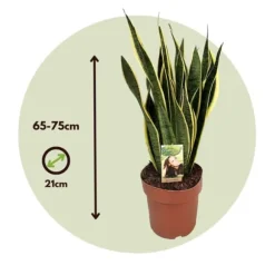 Bajonetplante - Sansevieria trifasciata Laurentii - Højde 65-75cm - ⌀21cm