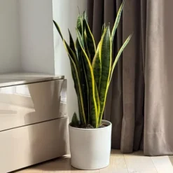 Bajonetplante - Sansevieria trifasciata Laurentii - Højde 65-75cm - ⌀21cm