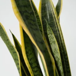 Bajonetplante - Sansevieria trifasciata Laurentii - Højde 65-75cm - ⌀21cm