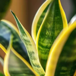Bajonetplante - Sansevieria trifasciata Laurentii - Højde 65-75cm - ⌀21cm