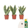 Bajonetplante - Sæt med 3 - Sansevieria 'Futura Superba' - Højde 35-40cm - ⌀12cm