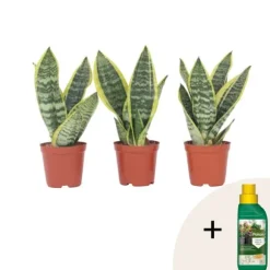 Bajonetplante - Sæt med 3 - Sansevieria 'Futura Superba' - Højde 35-40cm - ⌀12cm