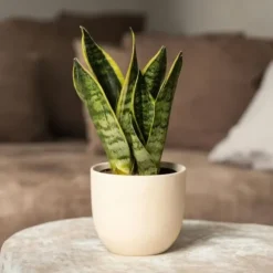 Bajonetplante - Sæt med 3 - Sansevieria 'Futura Superba' - Højde 35-40cm - ⌀12cm