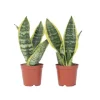 Bajonetplante - Sæt med 2 - Sansevieria 'Futura Superba' - Højde 35-40cm - ⌀12cm