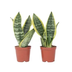Bajonetplante - Sæt med 2 - Sansevieria 'Futura Superba' - Højde 35-40cm - ⌀12cm
