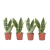 Bajonetplante - Sæt med 4 - Sansevieria 'Futura Superba' - Højde 35-40cm - ⌀12cm
