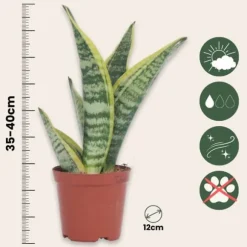 Bajonetplante - Sæt med 4 - Sansevieria 'Futura Superba' - Højde 35-40cm - ⌀12cm