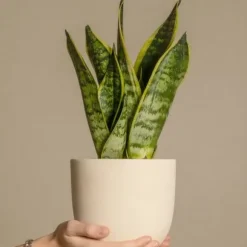 Bajonetplante - Sæt med 4 - Sansevieria 'Futura Superba' - Højde 35-40cm - ⌀12cm
