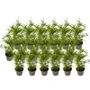 Bambus - 18 stk - Fargesia nitida 'Black Dragon' - Højde 25-40cm - ⌀14cm