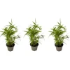 Bambus - 3 stk - Fargesia nitida 'Black Dragon' - Højde 25-40cm - ⌀14cm