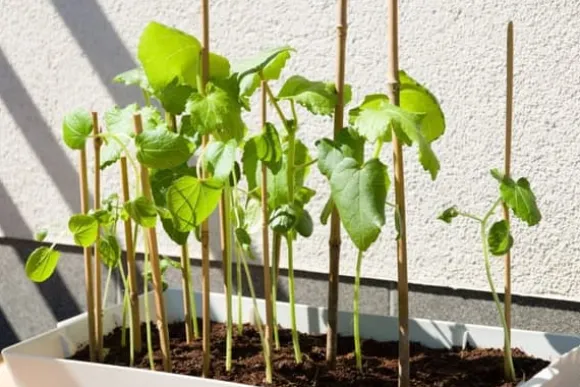 Bambusstænger 60 cm 6/8 mm /100 stk/