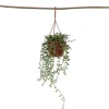 Bananer på snor - Senecio radicans - Højde 10-20cm - ⌀12cm