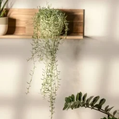 Bananer på snor - Senecio radicans - Højde 10-20cm - ⌀12cm