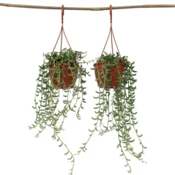 Bananer på snor - Sæt med 2 - Senecio radicans - Højde 10-20cm - ⌀12cm