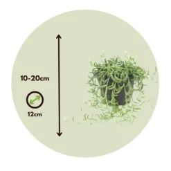 Bananer på snor - Sæt med 2 - Senecio radicans - Højde 10-20cm - ⌀12cm