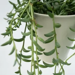 Bananer på snor - Sæt med 2 - Senecio radicans - Højde 10-20cm - ⌀12cm