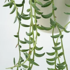 Bananer på snor - Sæt med 2 - Senecio radicans - Højde 10-20cm - ⌀12cm