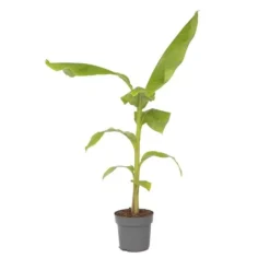 Bananpalme - Musa basjoo - Højde 55-70cm - ⌀21cm