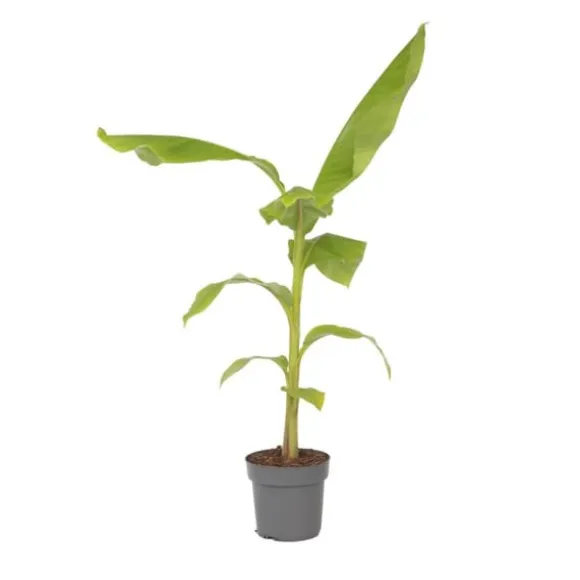 Bananpalme - Musa basjoo - Højde 55-70cm - ⌀21cm