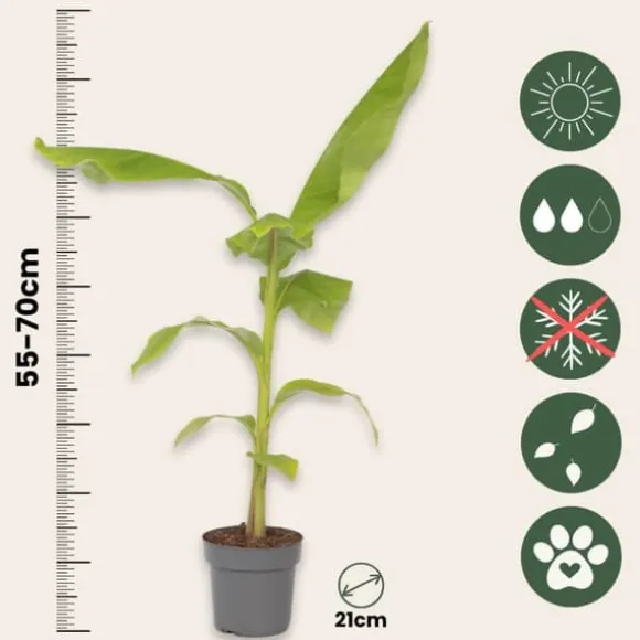 Bananpalme - Musa basjoo - Højde 55-70cm - ⌀21cm