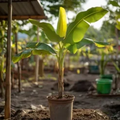 Bananpalme - Musa basjoo - Højde 55-70cm - ⌀21cm