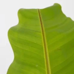 Bananpalme - Musa basjoo - Højde 55-70cm - ⌀21cm