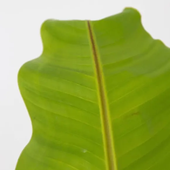 Bananpalme - Musa basjoo - Højde 55-70cm - ⌀21cm