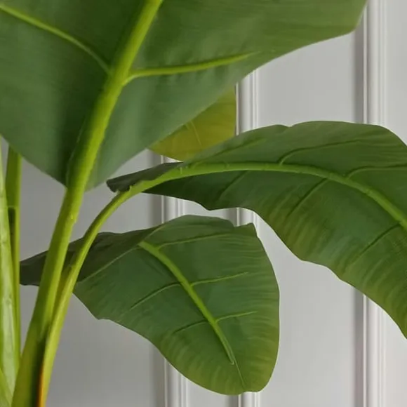 Bananpalme - Musa basjoo - Højde 55-70cm - ⌀21cm