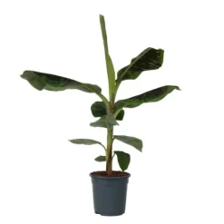 Bananpalme - Musa 'Dwarf Cavendish' - Højde 90-100cm - ⌀21cm
