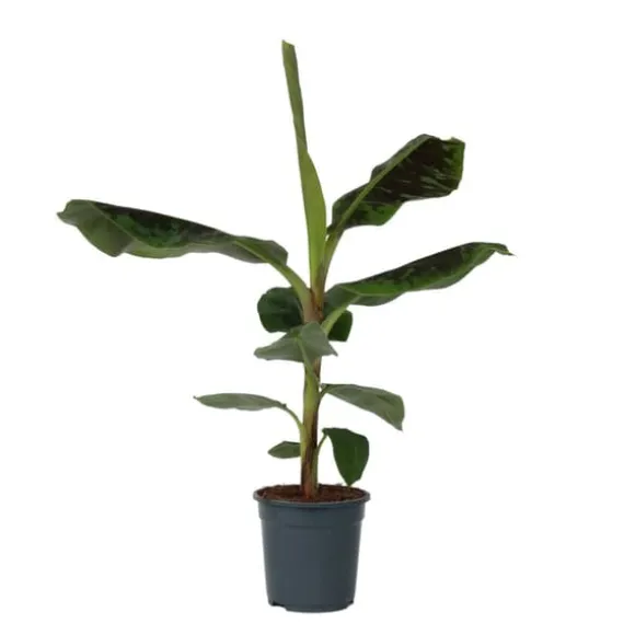 Bananpalme - Musa 'Dwarf Cavendish' - Højde 90-100cm - ⌀21cm