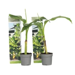 Bananpalme - Sæt med 2 - Musa basjoo - Højde 25-40cm - ⌀9cm
