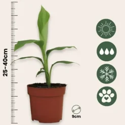 Bananpalme - Sæt med 2 - Musa basjoo - Højde 25-40cm - ⌀9cm