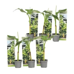 Bananpalme - Sæt med 6 - Musa basjoo - Højde 25-40cm - ⌀9cm