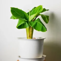 Bananpalme - Sæt med 6 - Musa basjoo - Højde 25-40cm - ⌀9cm
