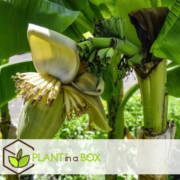 Bananpalme - Sæt med 6 - Musa basjoo - Højde 25-40cm - ⌀9cm