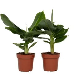 Bananpalme - Sæt med 2 - Musa 'Oriental Dwarf' - Højde 25-40cm - ⌀12cm