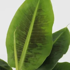 Bananpalme - Sæt med 2 - Musa 'Oriental Dwarf' - Højde 25-40cm - ⌀12cm