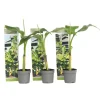 Bananpalme - Sæt med 3 - Musa basjoo - Højde 25-40cm - ⌀9cm