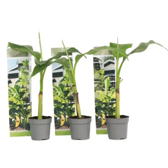 Bananpalme - Sæt med 3 - Musa basjoo - Højde 25-40cm - ⌀9cm