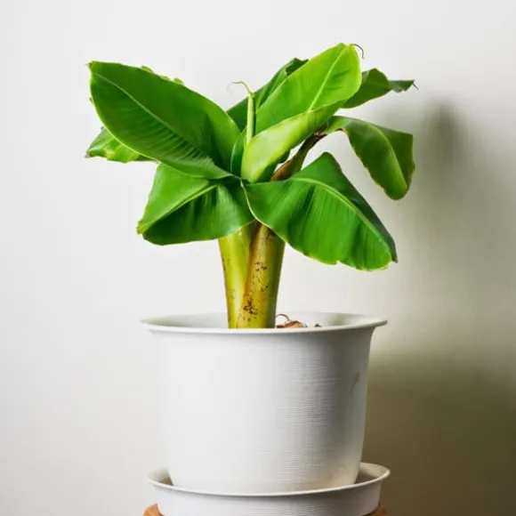 Bananpalme - Sæt med 3 - Musa basjoo - Højde 25-40cm - ⌀9cm