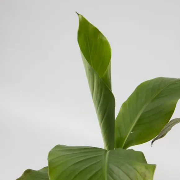 Bananpalme - Sæt med 3 - Musa basjoo - Højde 25-40cm - ⌀9cm