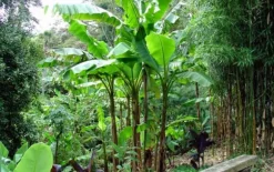 Bananpalme - Sæt med 3 - Musa basjoo - Højde 25-40cm - ⌀9cm