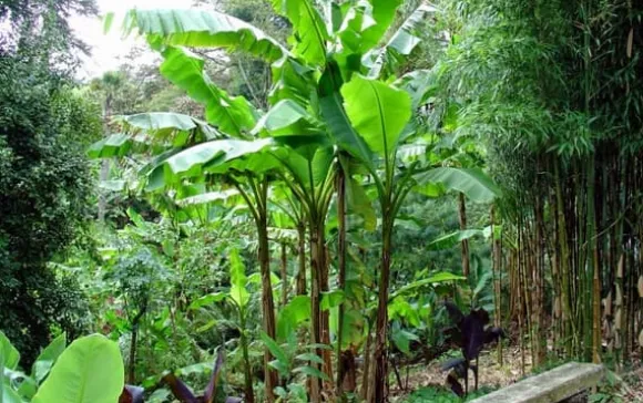 Bananpalme - Sæt med 3 - Musa basjoo - Højde 25-40cm - ⌀9cm