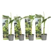 Bananpalme - Sæt med 4 - Musa basjoo - Højde 25-40cm - ⌀9cm