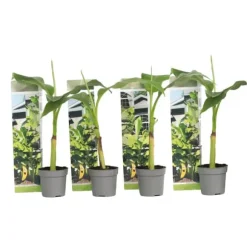 Bananpalme - Sæt med 4 - Musa basjoo - Højde 25-40cm - ⌀9cm