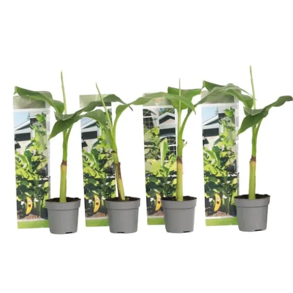 Bananpalme - Sæt med 4 - Musa basjoo - Højde 25-40cm - ⌀9cm