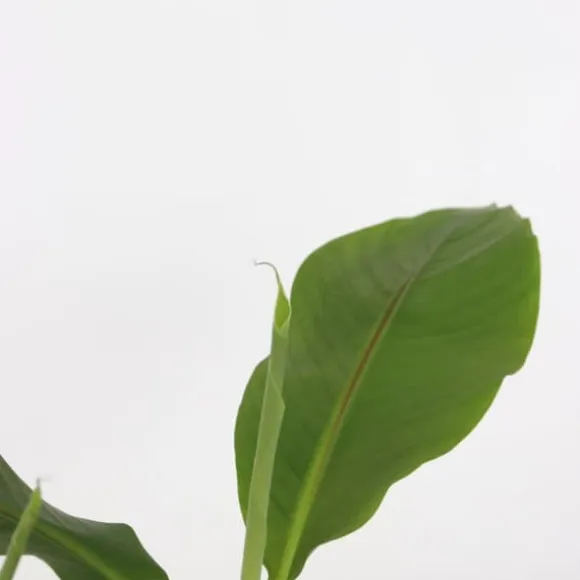 Bananpalme - Sæt med 4 - Musa basjoo - Højde 25-40cm - ⌀9cm